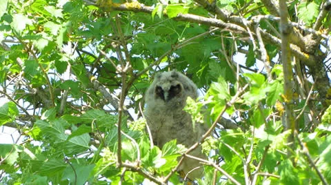 Owlet Stock Footage 23691734