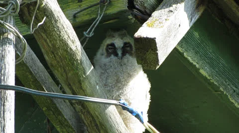 Owlet Vídeo Stock 23691807