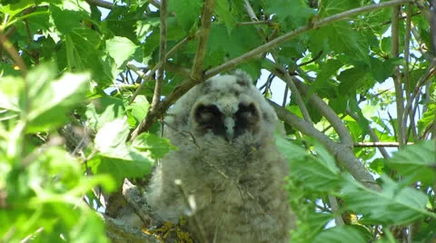 Owlet Vídeo Stock 23692451