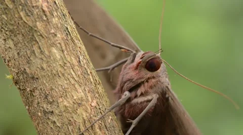 Owlet Moth Butterfly Warming And Flapping Its Wings Before Starting To Fly 2 Stock Footage 40340951