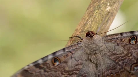 Owlet Moth Butterfly Warming And Flapping Its Wings Before Starting To Fly Stock Footage 40341040