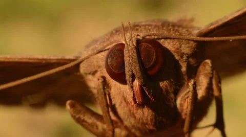 Owlet Moth Extreme Close Up Stock Footage 41255586