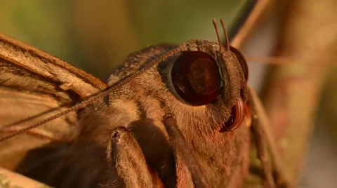 Owlet Moth Extreme Close Up Stock Footage 41258389