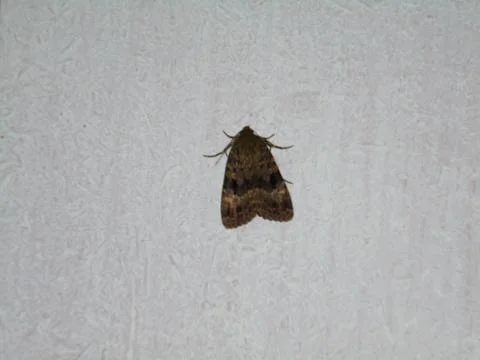 Owlet moth (Noctuidae) resting on white textured wall, indoor close-up Stock Photos