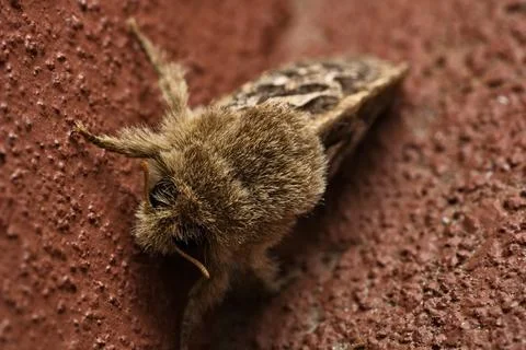 Owlet Moth Stock Photos