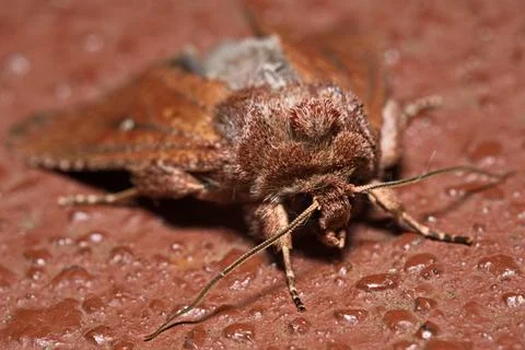 Owlet Moth 写真素材