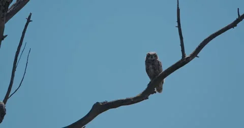 An owlet perches on a bare tree branch 動画素材 338046170
