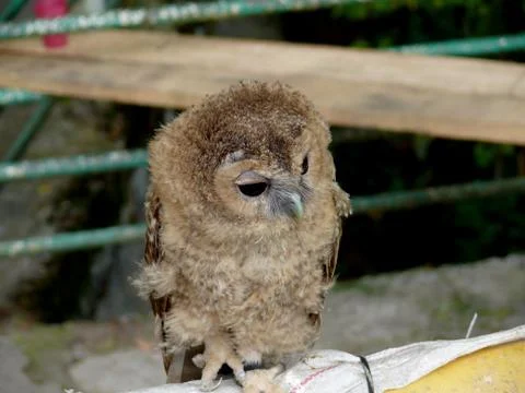 Owlet 写真素材