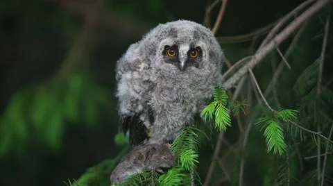 Owlet sitting on a branch with prey.  Stock Footage 64029210