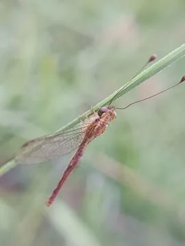 Owlflies Stock Photos