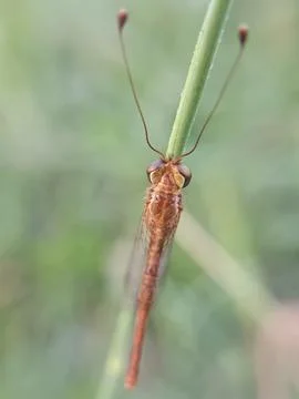 Owlflies Stock Photos