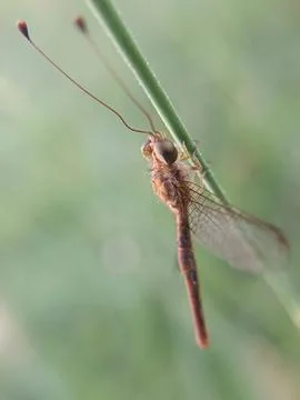 Owlflies Stock Photos