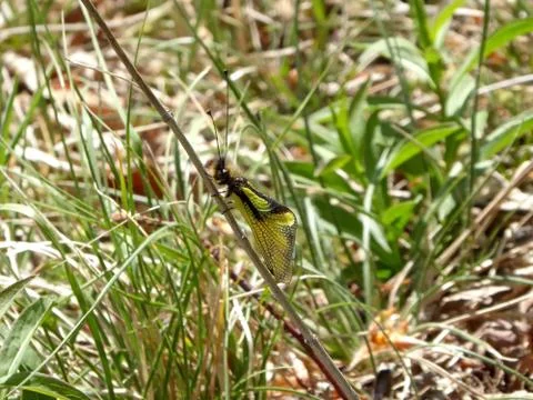 Owlfly on a grass in spring in a protected area in Germany Stock Photos