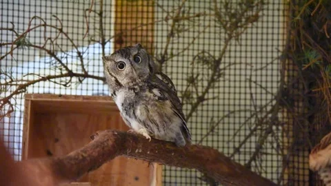 OwlHD01 Stock Footage 168308919