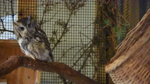 OwlHD02 Video stock 168308920