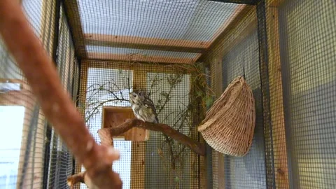 OwlHD03 Video stock 168308922