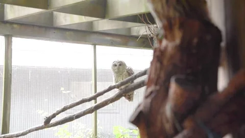 OwlHD04 Stock Footage 168308925