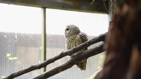 OwlHD05 Video stock 168308926