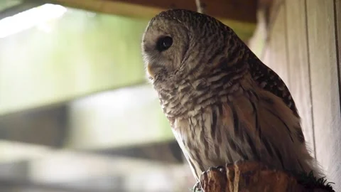 OwlHD06 Stock Footage 168308931