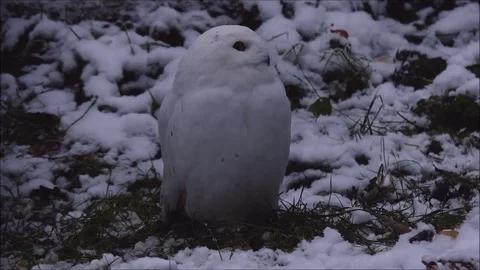 Owls and owl Video stock 74125898