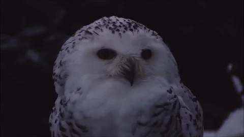 Owls and owl Stock Footage 74125943