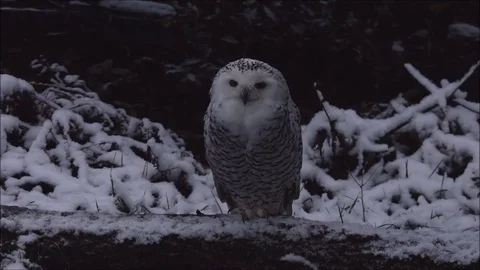 Owls and owl Stock Footage 74125960