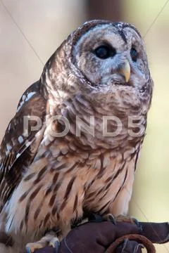 Owls are the order Stock Photos