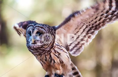 Owls are the order Stock Photos