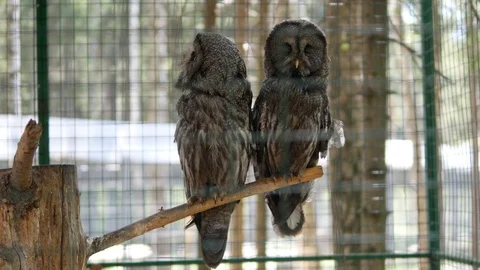 Owls on a branch in a cage Stock Footage 90367207