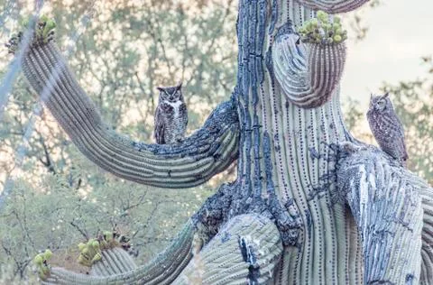 Owls on Cactus Stock Photos