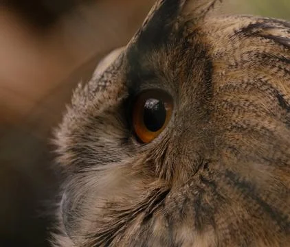 An owls eye Stock Photos