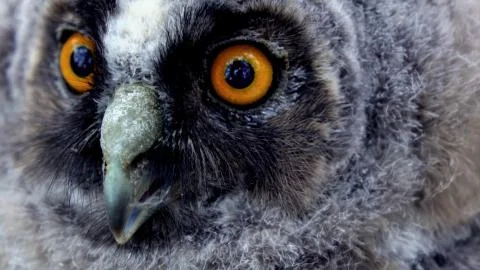 Owl's face close up Stock Photos