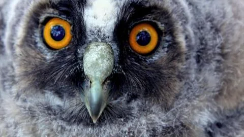 Owl's face close up Stock Photos