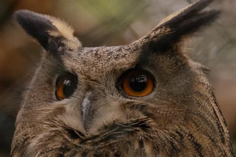 An owls face Stock Photos