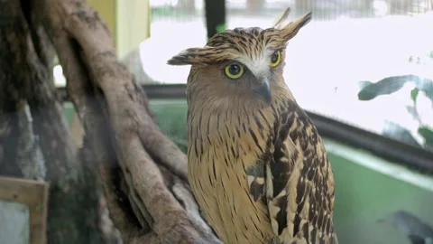 Owls 動画素材 254453019