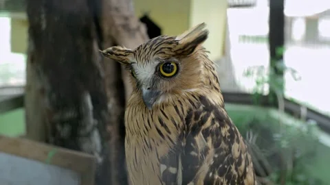 Owls Stock Footage 254453128