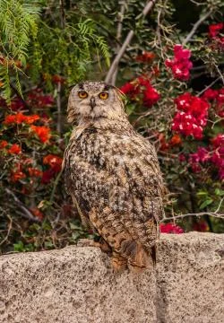 Owls Head closeup Foto stock