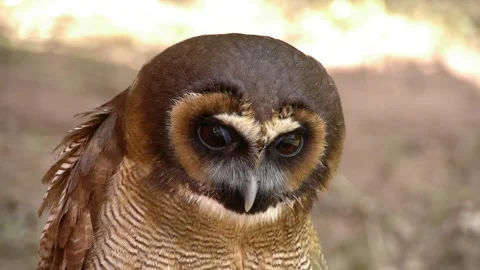Owls Intense Gaze Captured Through Sequential Shots Stockbeeldmateriaal 332126773
