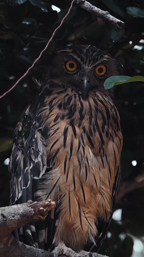 Owls live in the wild Stock Footage 323300972