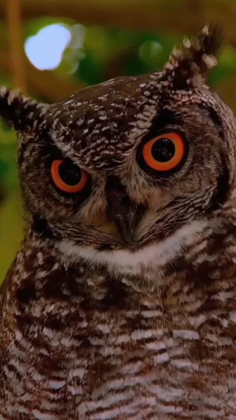 Owls live in the wild Stock Footage 326919056