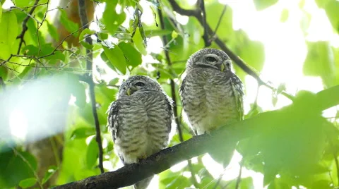 Owls in nature. Stock Footage 50047934