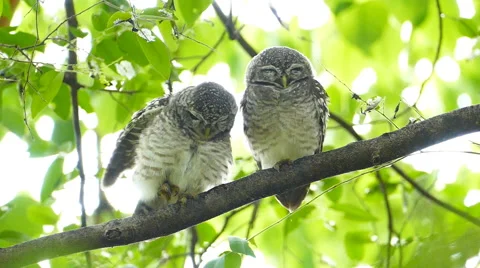 Owls in nature. Stock Footage 50049998
