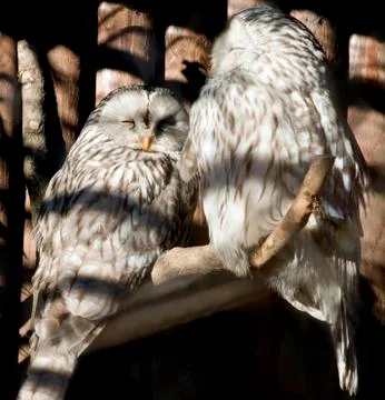 Owls Stock Photos