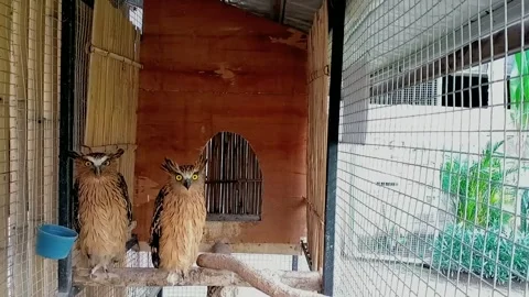 Owls with sharp yellow black eyes 動画素材 203930002