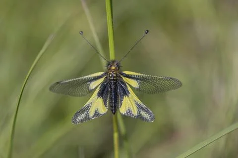 Owly sulphur Ascalaphe (Libelloides coccajus) in a meadow in spring. Foto stock