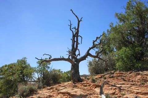 On is own in the desert Foto stock