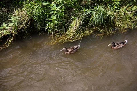 Own ducks in the River Stock Photos