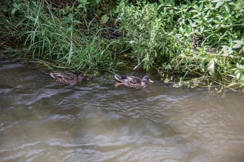 Own ducks in the River 스톡 사진