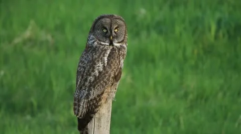 Own on fence post. Stock Footage 10751068