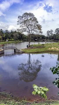 Own tree Stock Photos